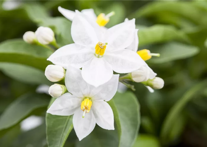 Der Sommerjasmin – alles andere als unscheinbar