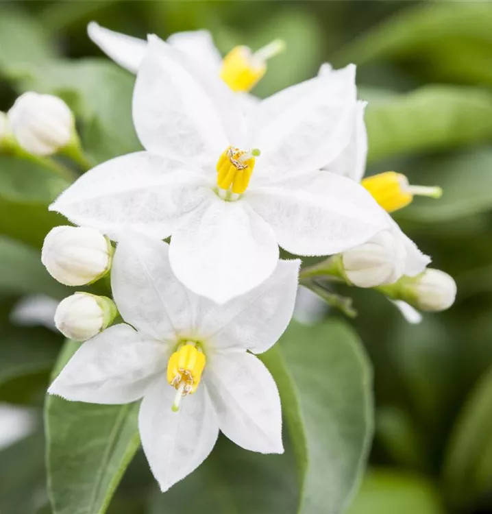 Jasminblütiger Nachtschatten