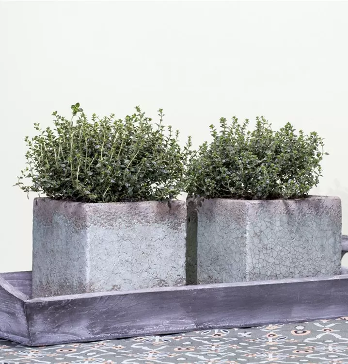 Kugelthymian 'Fredo'