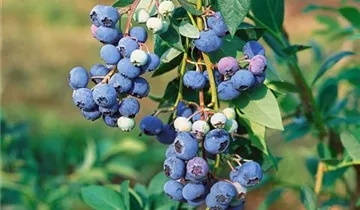 Zum Vergrößern klicken Bildvorschau