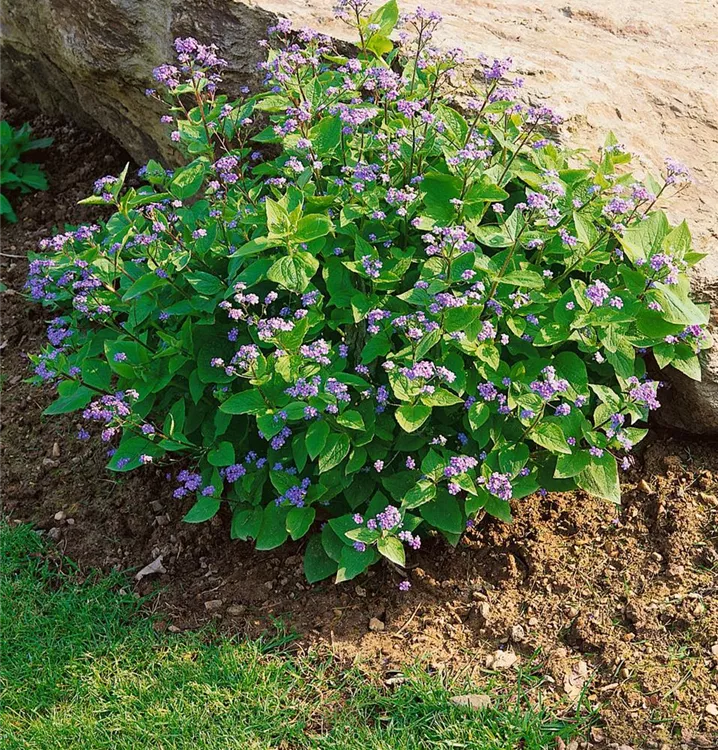 Kaukasus-Vergissmeinnicht