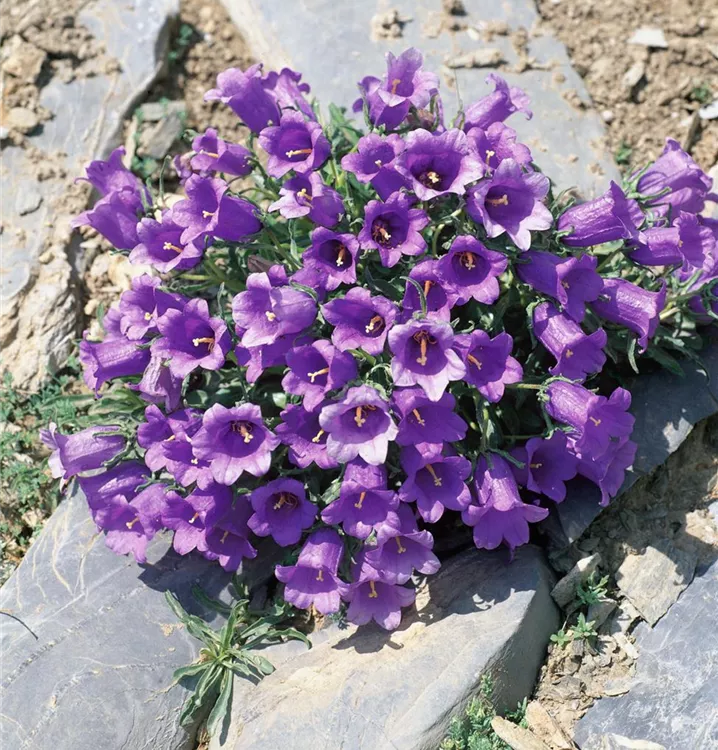 Glockenblume