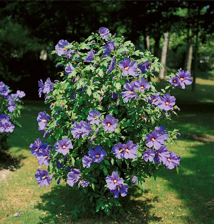 Roseneibisch
