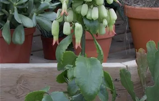 Flammendes Käthchen 'Magic Bells'