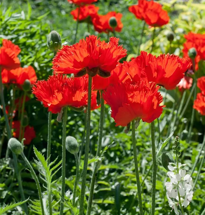 Mohn