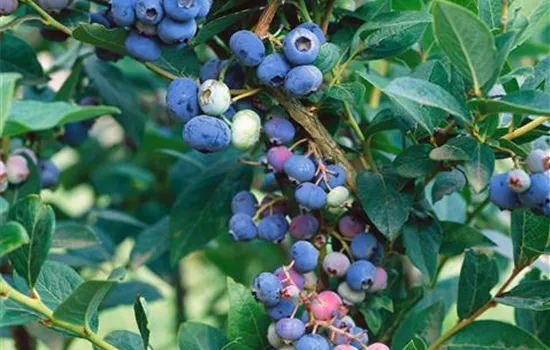 Heidelbeere 'Brigitta Blue' Heidelbeere 'Brigitta Blue'