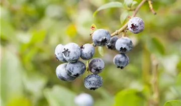 Zum Vergrößern klicken Bildvorschau