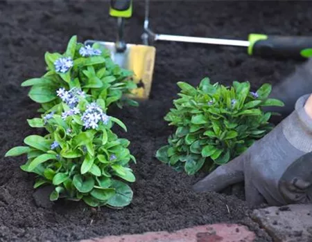 Vergissmeinnicht - Einpflanzen im Garten Vergissmeinnicht - Einpflanzen im Garten