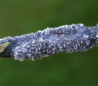 Blutlaus an Äpfeln