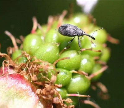 Blütenstecher an Brombeeren Blütenstecher an Brombeeren