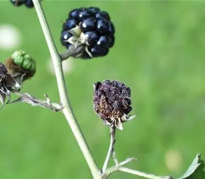 Grauschimmelfäule an Brombeeren Grauschimmelfäule an Brombeeren