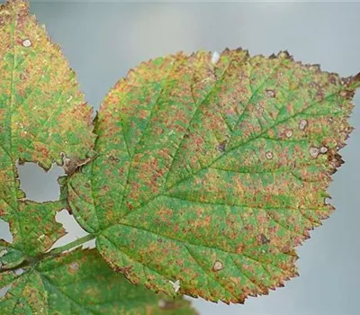 Rost an Brombeeren Rost an Brombeeren