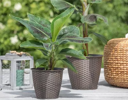 Die perfekten Kübelpflanzen – So wird die Terrasse bunt! Die perfekten Kübelpflanzen – So wird die Terrasse bunt!