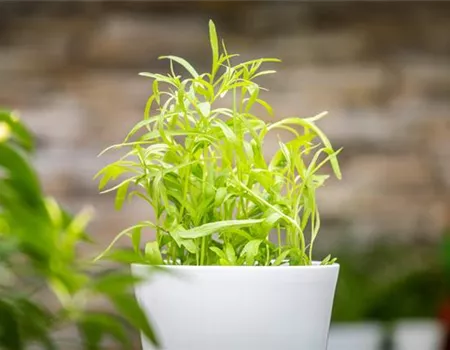 Frisches von der Fensterbank – Leckere Kräuter im Haus Frisches von der Fensterbank – Leckere Kräuter im Haus