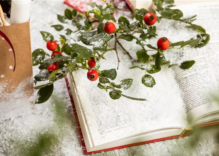 Weihnachten im Topf - Die schönsten Weihnachtspflanzen