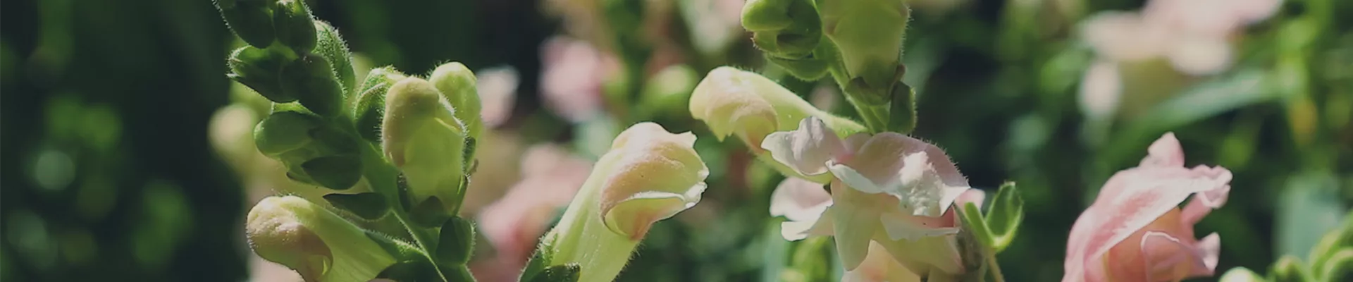 Löwenmaul - Einpflanzen im Garten (Thumbnail).jpg
