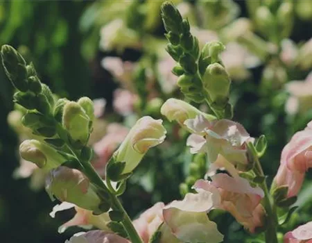 Löwenmaul - Einpflanzen im Garten Löwenmaul - Einpflanzen im Garten