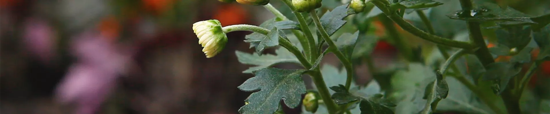 Chrysanthemen - Einpflanzen im Garten (Thumbnail).jpg Chrysanthemen - Einpflanzen im Garten (Thumbnail).jpg