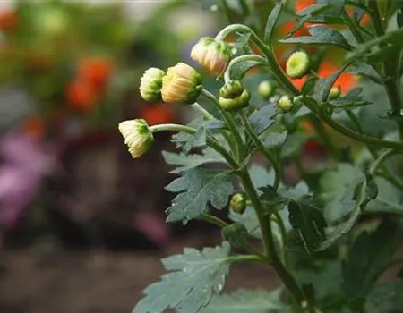 Chrysanthemen - Einpflanzen im Garten Chrysanthemen - Einpflanzen im Garten