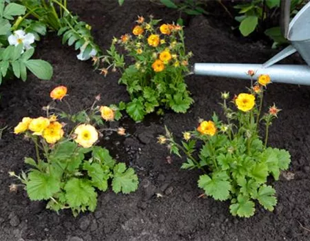 Nelkenwurz - Einpflanzen im Garten Nelkenwurz - Einpflanzen im Garten