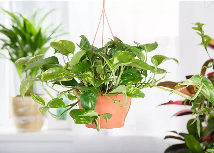 Efeutute - der lufterfrischende Glücksbringer