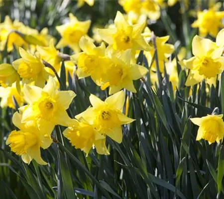 Ein Beet voller Narzissen – Osterglocken einpflanzen Ein Beet voller Narzissen – Osterglocken einpflanzen