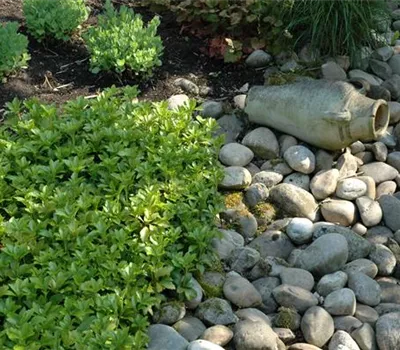 Auf dem Boden der Tatsachen – Bodendecker im Garten Auf dem Boden der Tatsachen – Bodendecker im Garten