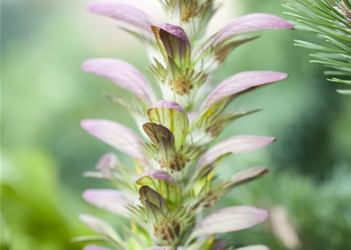 Strukturpflanzen als Architekten im Garten Strukturpflanzen als Architekten im Garten