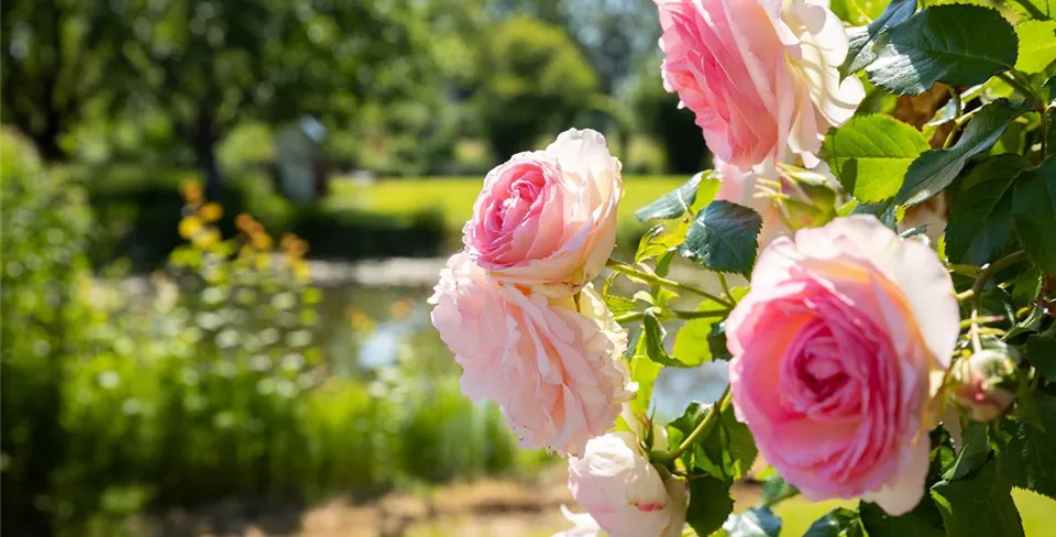 Kletterrose rosa im Ambiente Kletterrose rosa im Ambiente