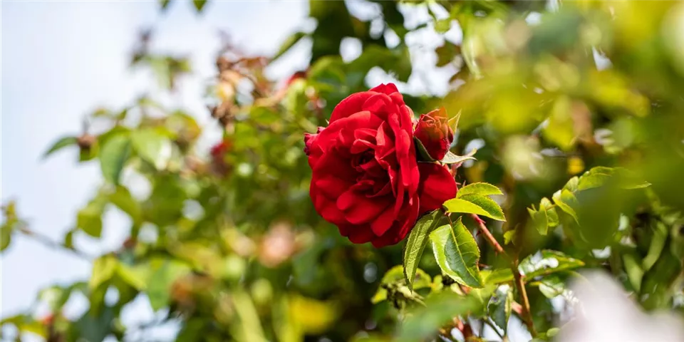 Kletterrosen sorgen für märchenhafte Stimmung Kletterrosen sorgen für märchenhafte Stimmung