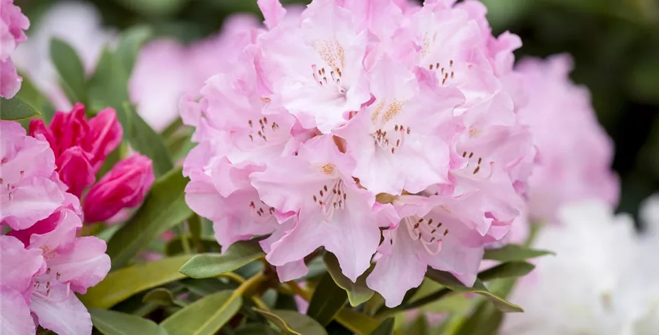 Rhododendron yakushimanum 'Pink Cherub' Rhododendron yakushimanum 'Pink Cherub'