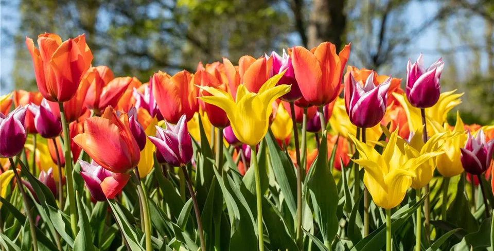 Tulipa Tulipa