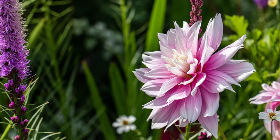 Dahlia Dekorativ, rosa Dahlia Dekorativ, rosa
