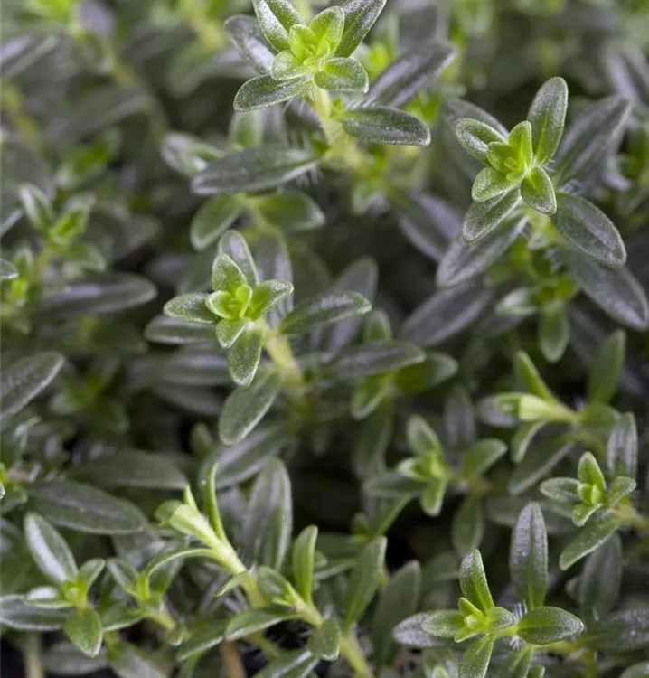 Thymian 'Faustini'