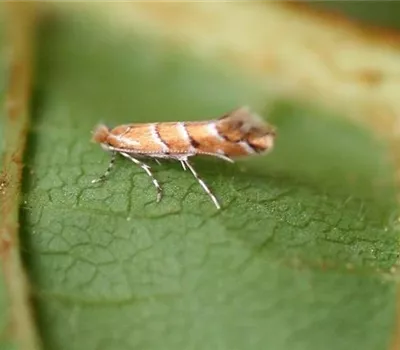 Miniermotten an Rosskastanien