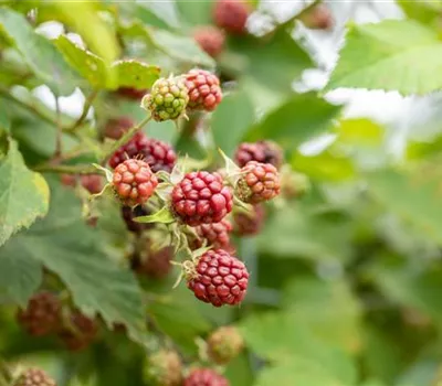Im Frühjahr Brombeeren pflanzen für eine erfolgreiche Ernte Im Frühjahr Brombeeren pflanzen für eine erfolgreiche Ernte