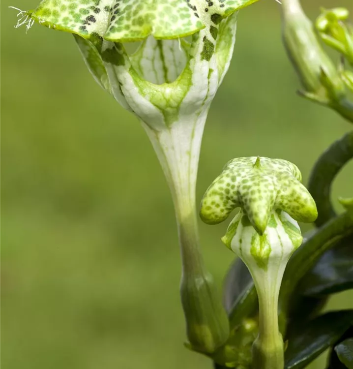 Kletternde Leuchterblume