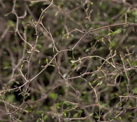 Der Zickzackstrauch – dekorativer Allrounder für Garten und Wohnung