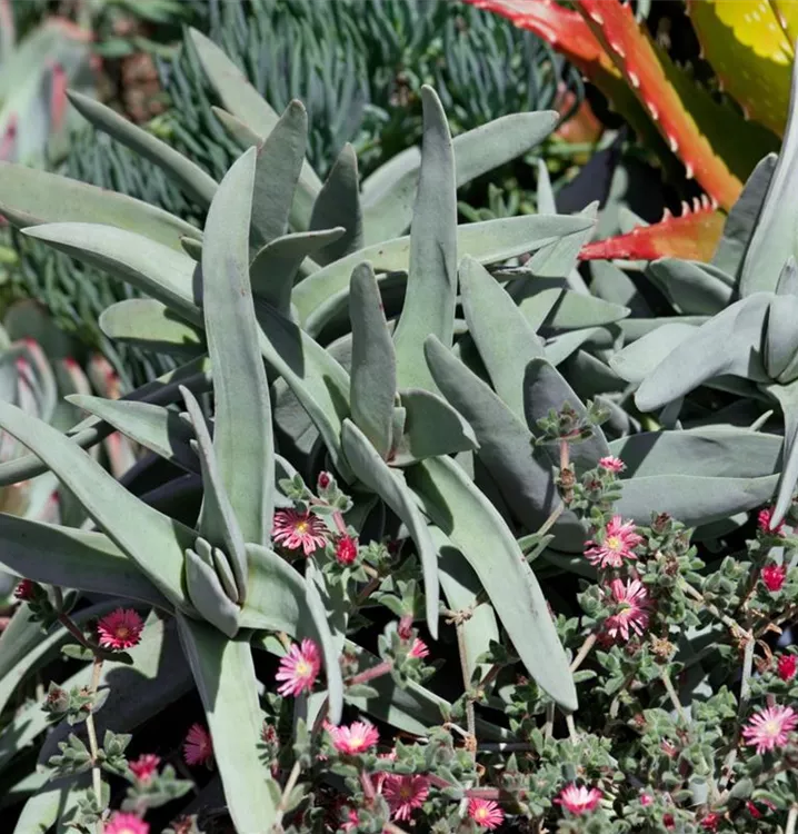 Spitze Schaschlikpflanze