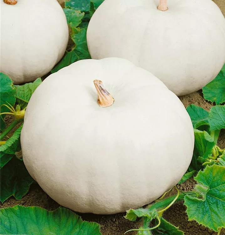 Kürbis 'Eden White'