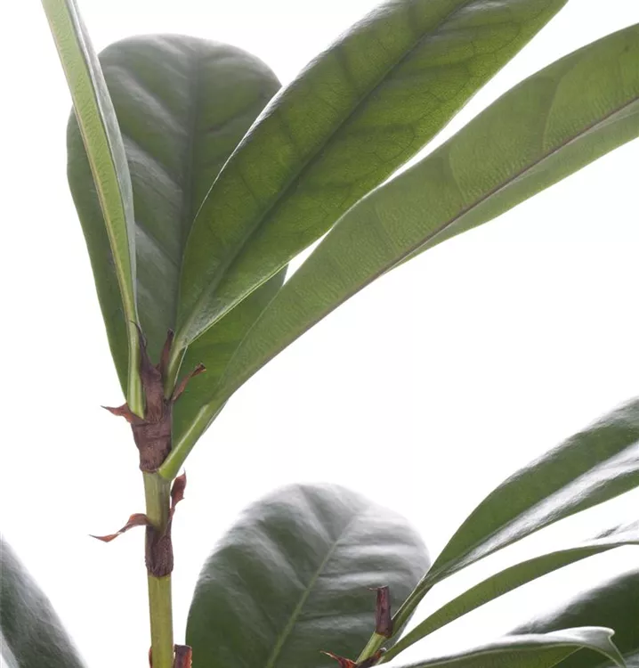 Verzweigter Gummibaum