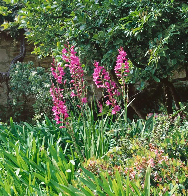 Gewöhnliche Siegwurz