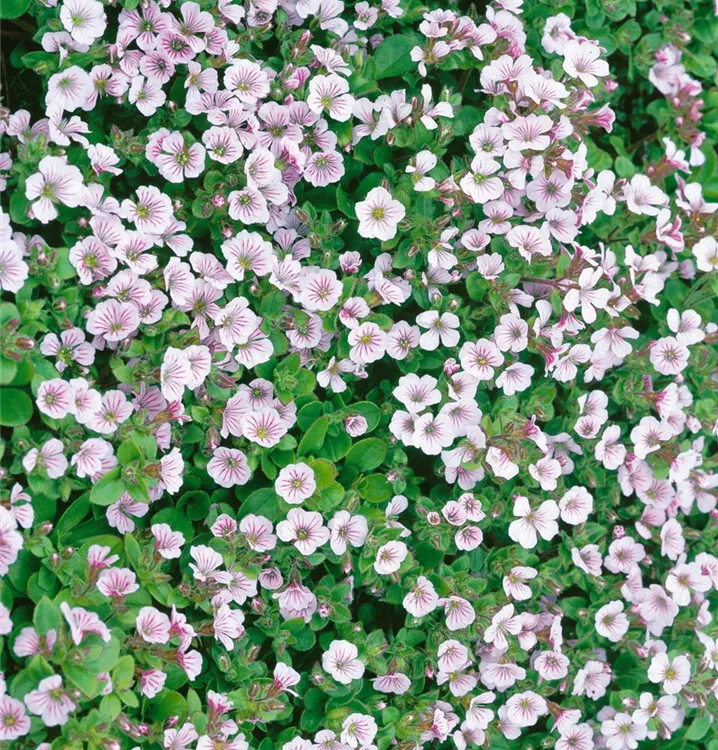 Himalaya-Schleierkraut