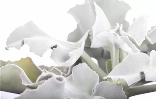 Elefantenohr-Kalanchoe