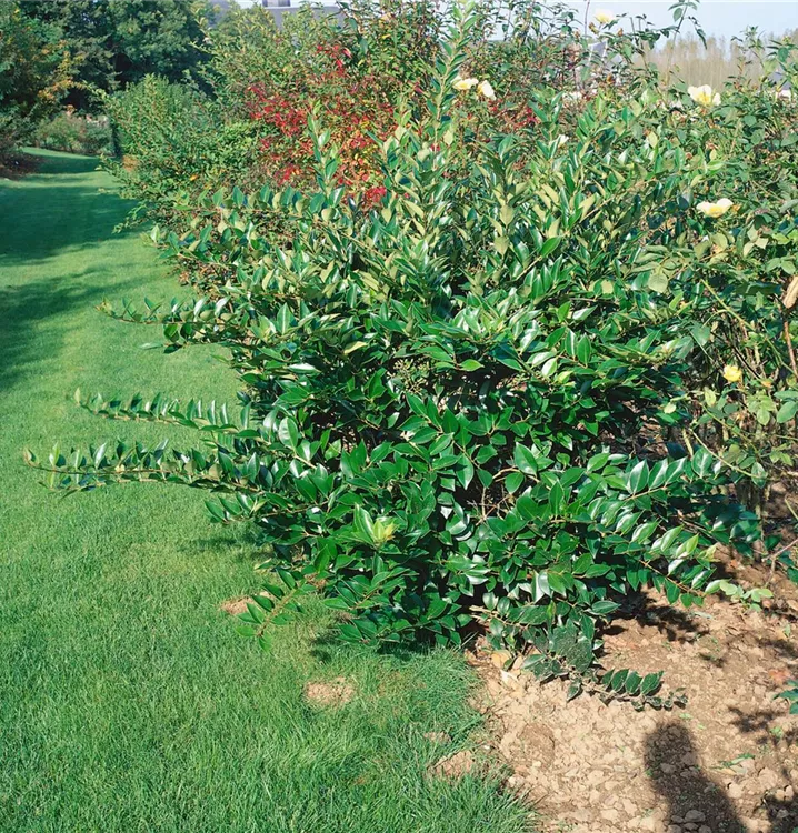 Glänzender Liguster