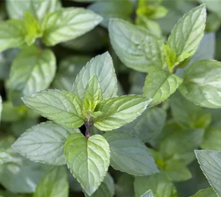 Die Schoko-Minze: Schokolade für den Garten