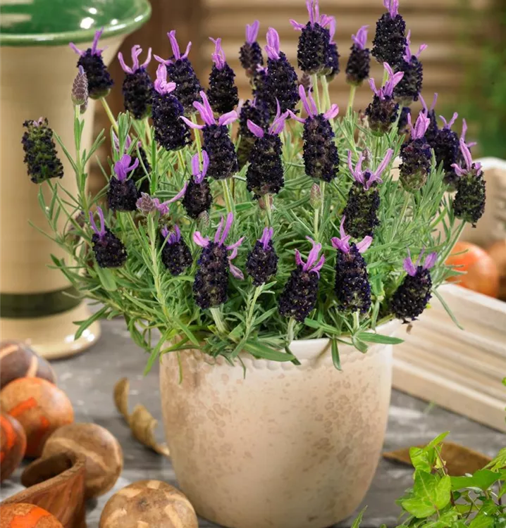 Lavendel