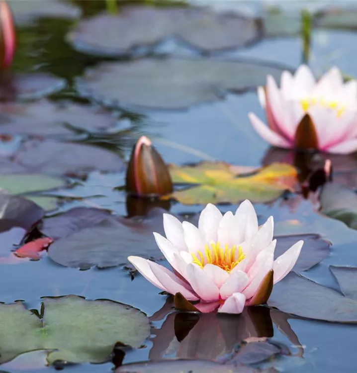 Seerose