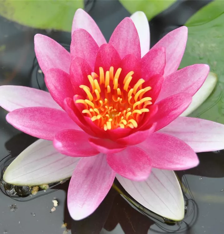 Garten-Seerose 'Attraction'
