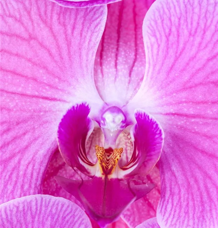 Schmetterlingsorchidee